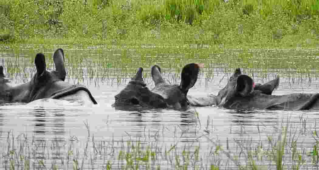 A rhino navigates floodwaters in Gorumara National Park. 