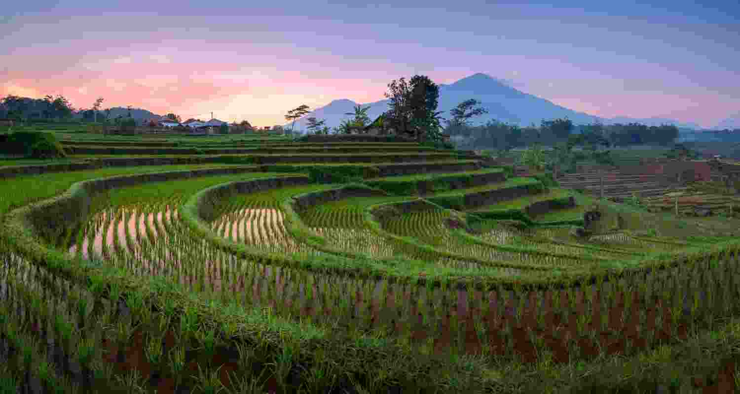 India becomes world's largest rice producer