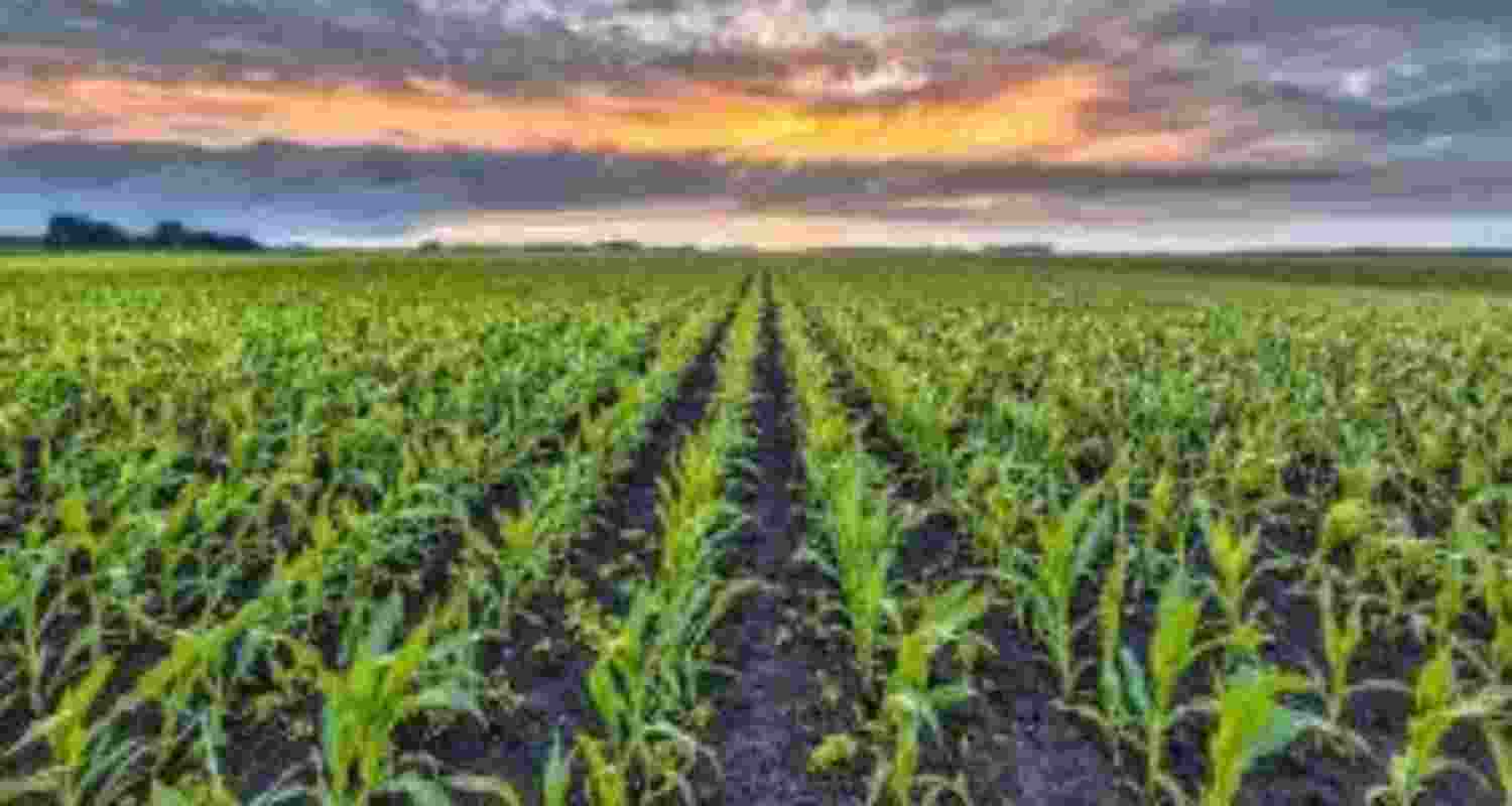 Rodents destroy 42 pc crops in Mizoram, over 5K farmers affected