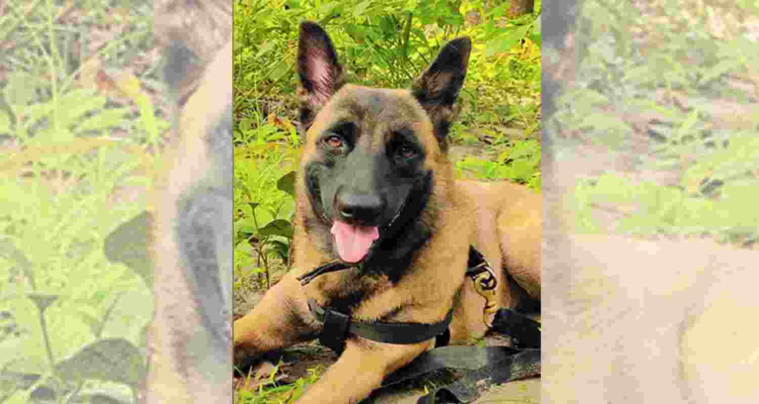CRPF bids farewell to K9 Rolo, killed by 200 bee stings