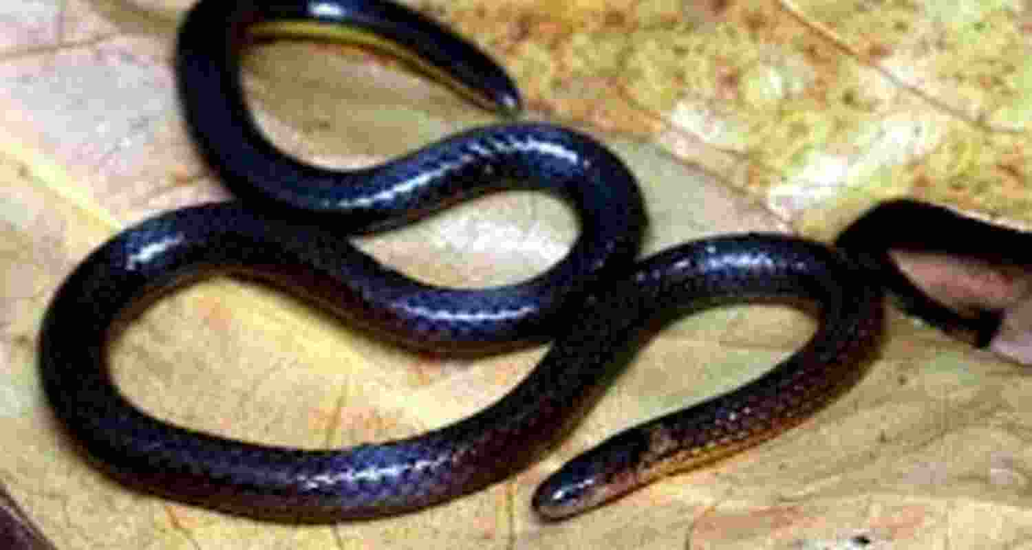 Non-venomous reed snake species found in Mizoram