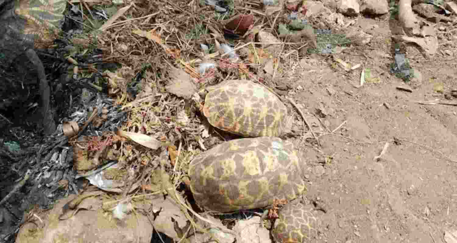Temple fire kills rare star tortoises, devotees seek justice