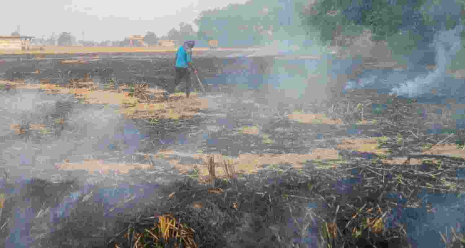 Stubble burning. 
