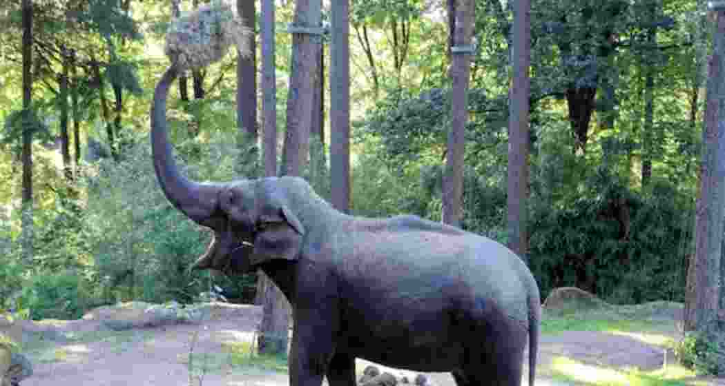 Raja stops the vehicles and demands food. 