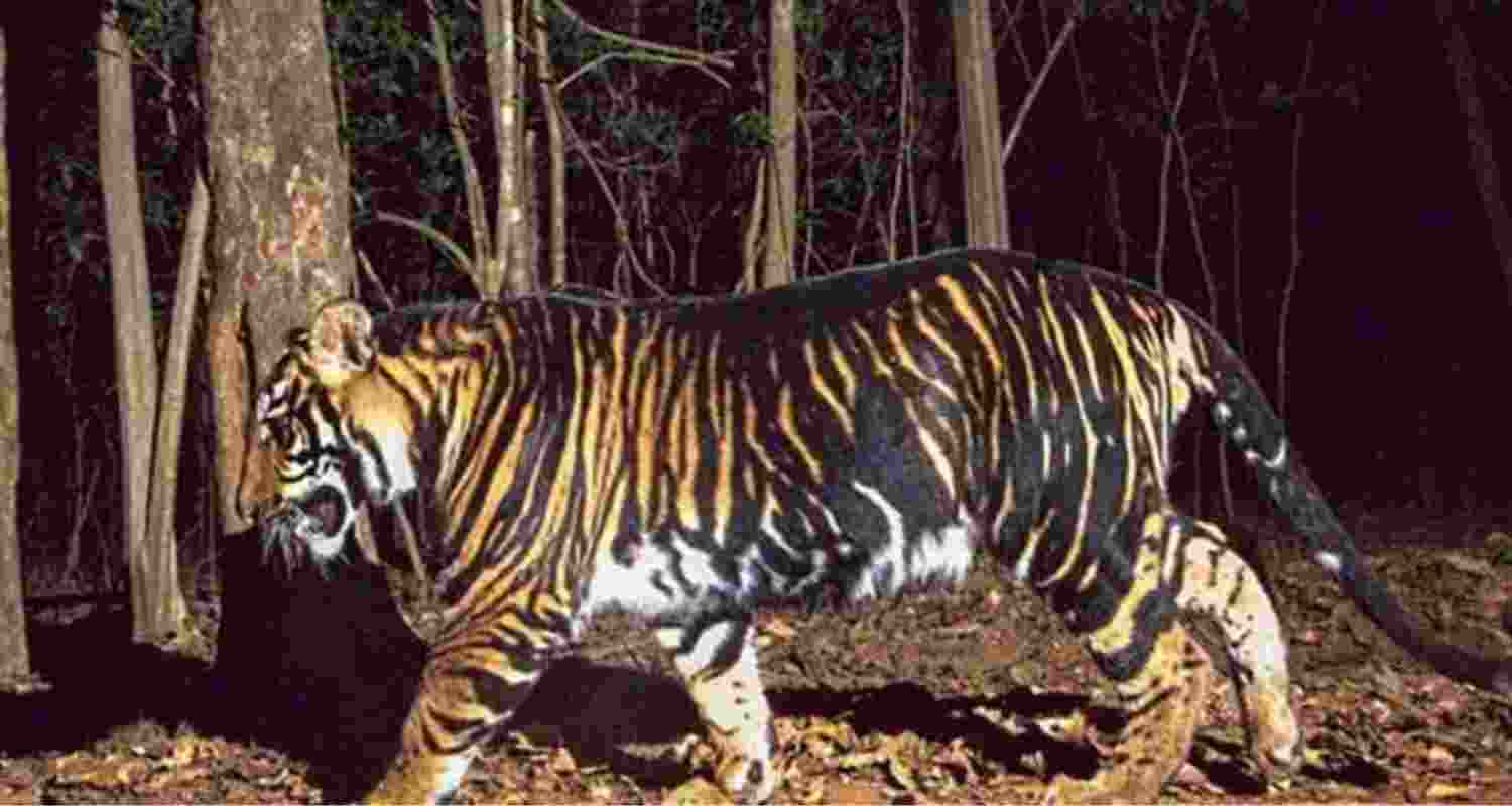 World’s first black tiger safari to come up in Odisha: PCCF
