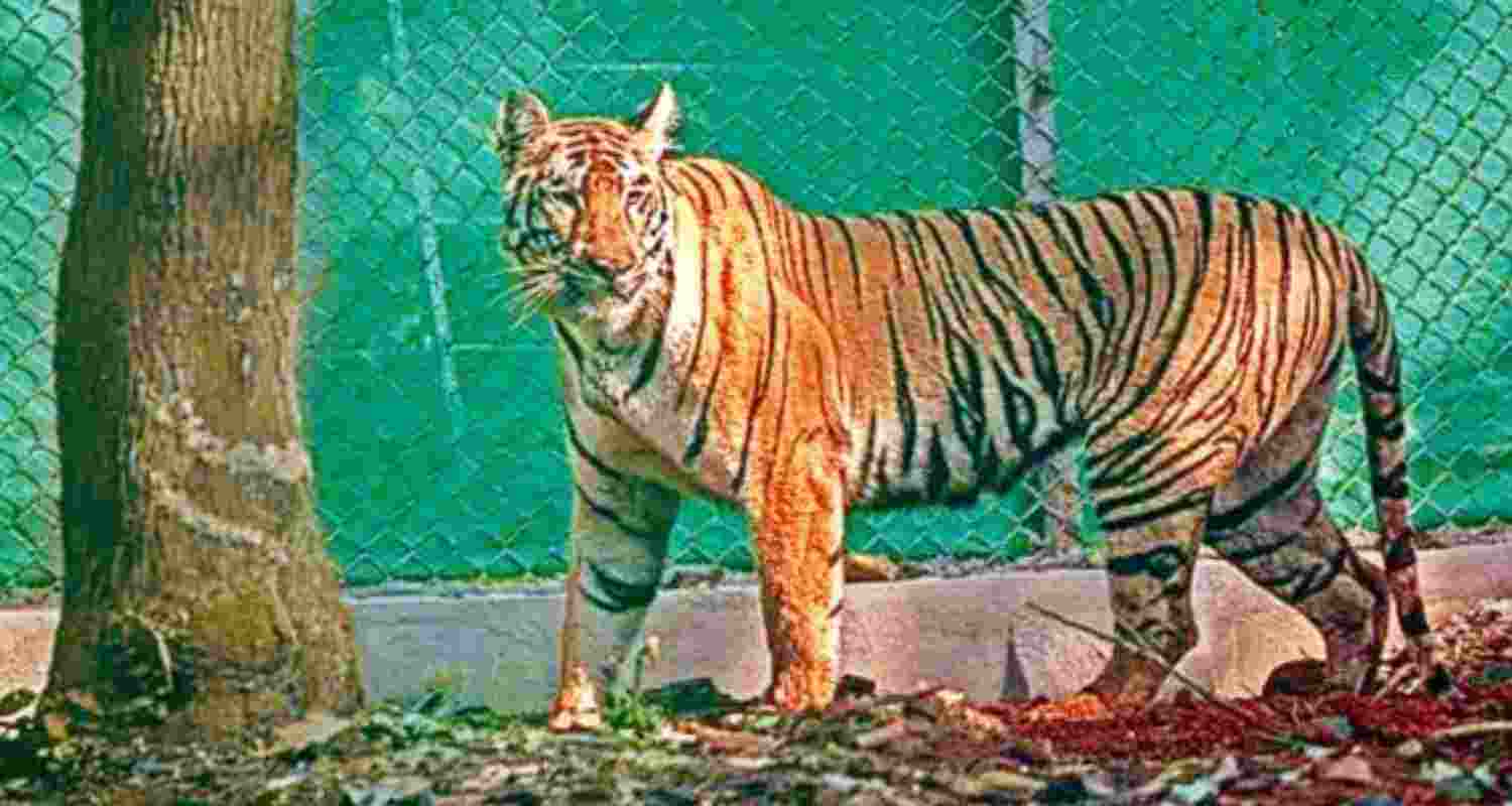 Tigress Zeenat. 