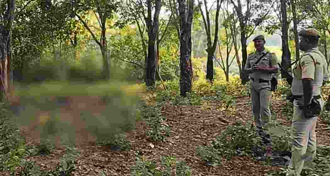 Police inspect the dead bodies of three Bangladeshi nationals found near Bidyabil village, Tripura, following a border clash.