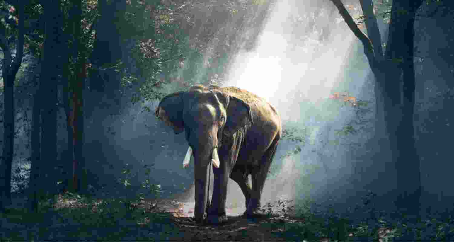 Tusker kills another 3 in J'khand; toll rises to 22
