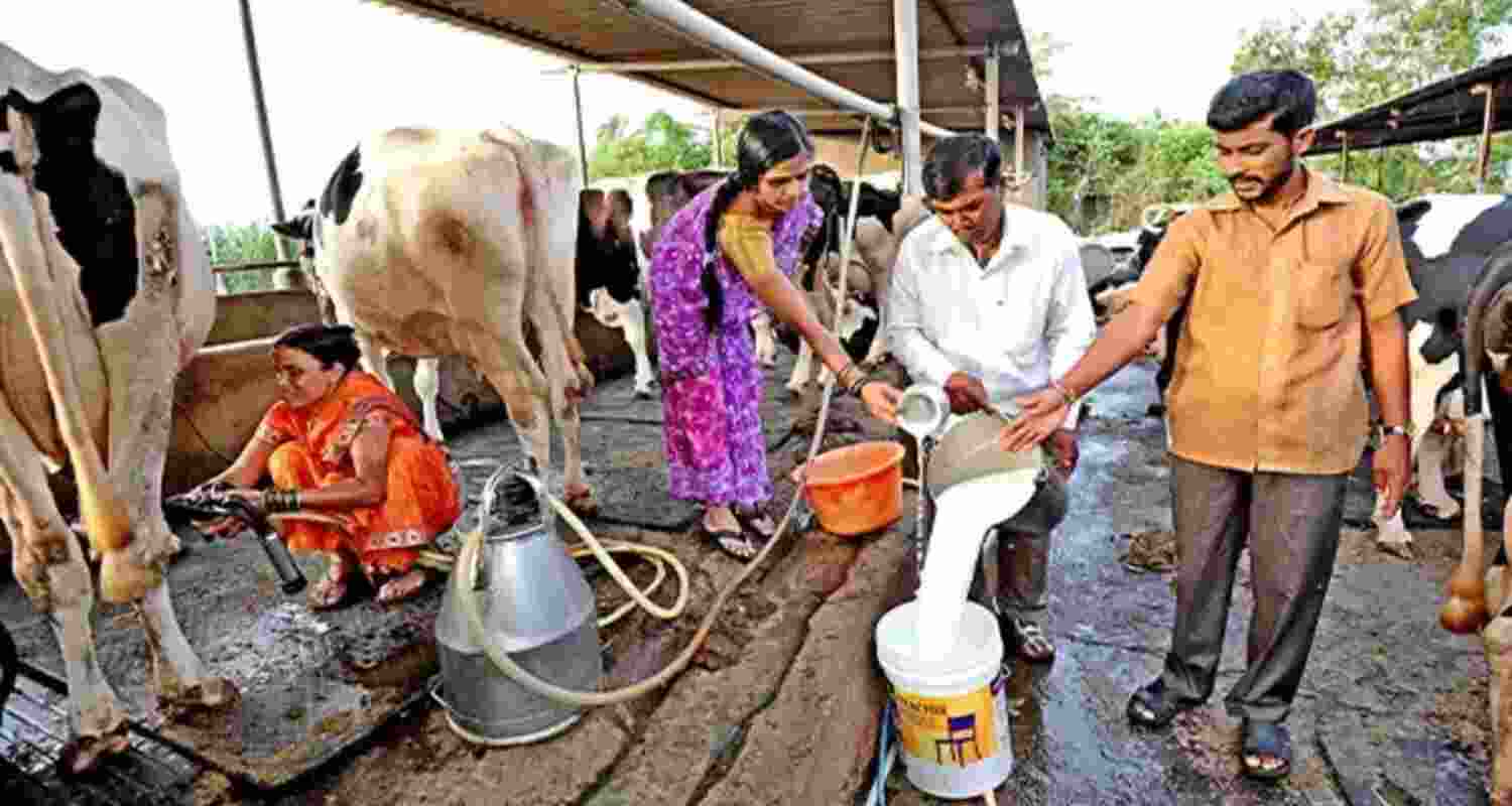 India’s milk output rises 63.5 pc under Rashtriya Gokul Mission.