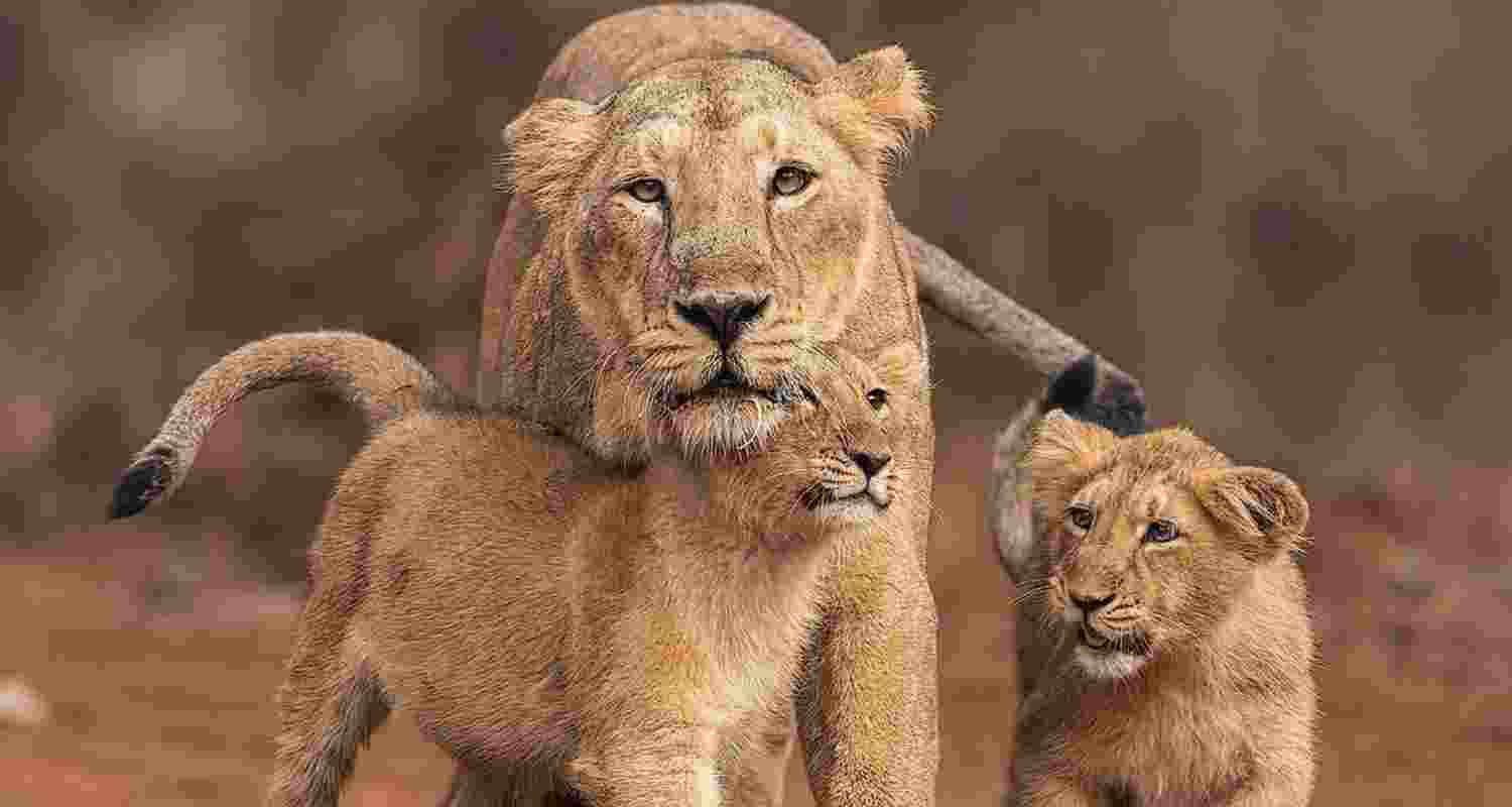 Hi Tech Tools Aid Lion Count in Gujarat.