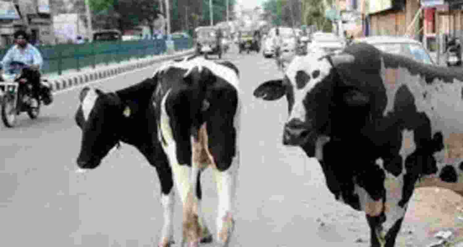 Monthly fodder grant raised to ₹1200 in HP.