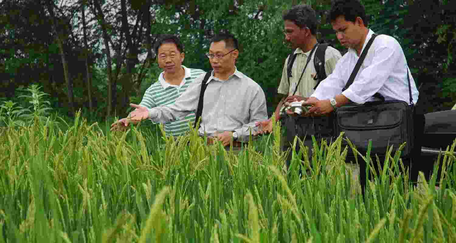 India, Laos and Indonesia join decarbonising rice trials at WEF