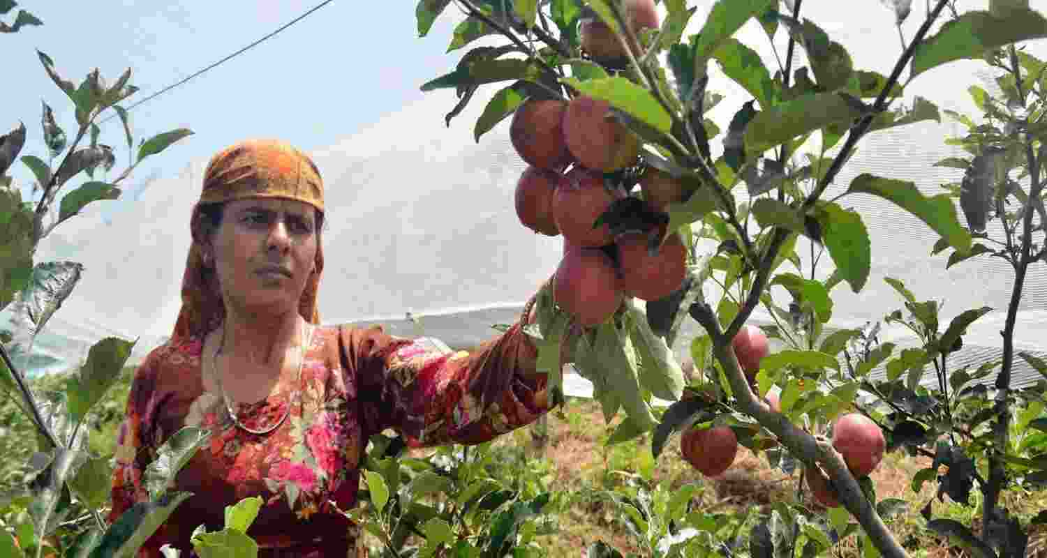 A woman plucks apples at Mashobra in Shimla.