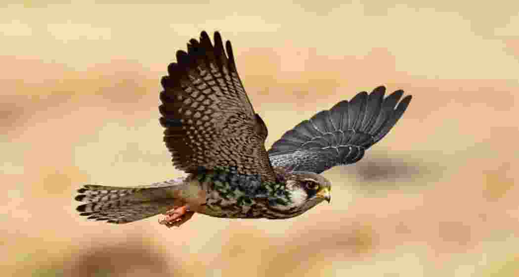 An Amur Falcon in flight, a migratory raptor famed for its long-distance journey linking East Asia, northeast India and southern Africa.