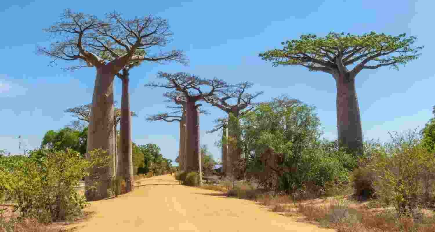 Madagascar's Baobabs reveal 700 years of climate secrets