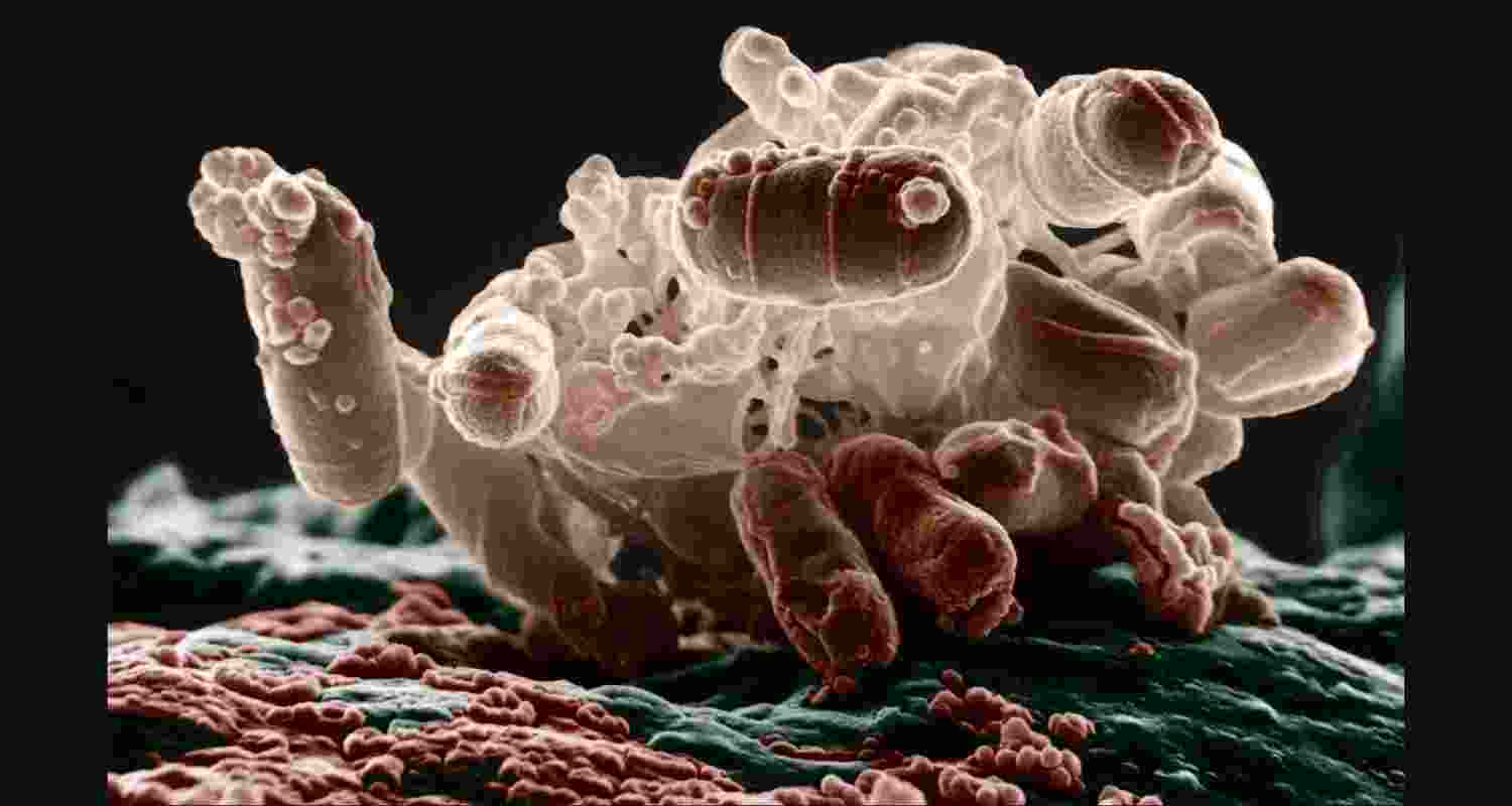 Antibiotics trigger inflammatory ‘bubbles’ that hinder treatment