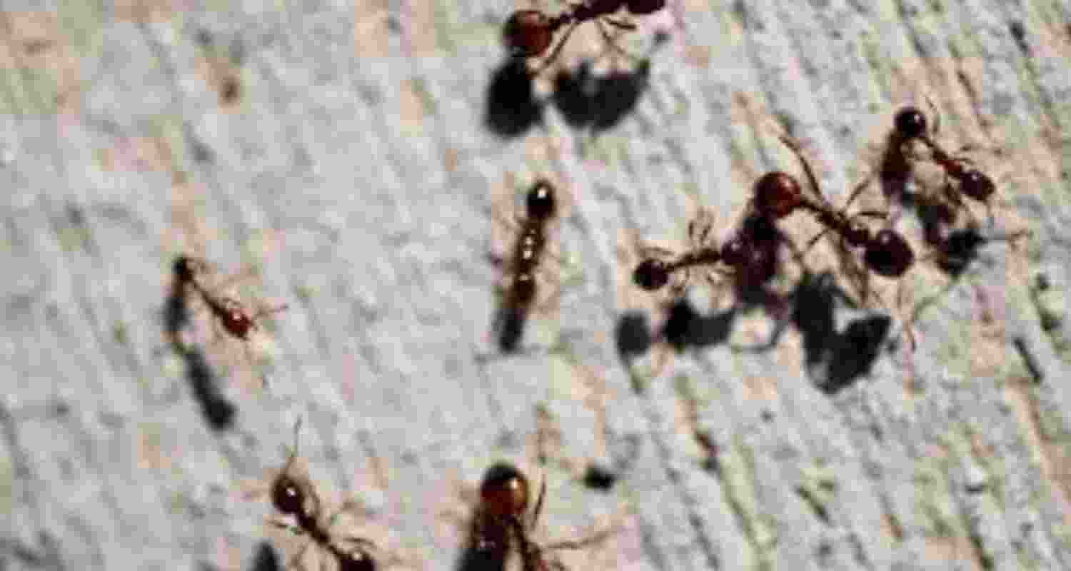 How ants invade home, even in high-rise buildings