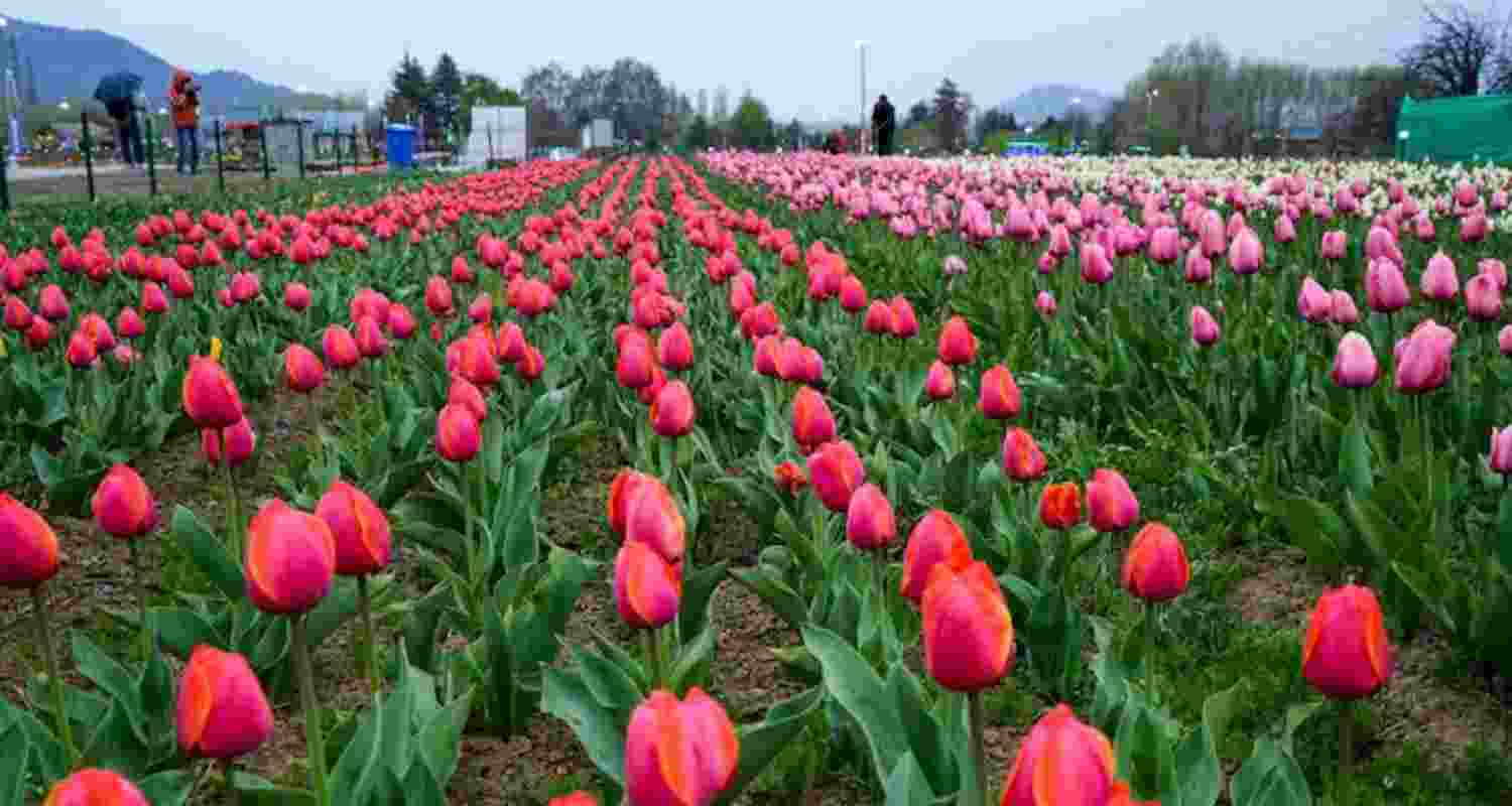 Asia's largest Tulip Garden in Srinagar.