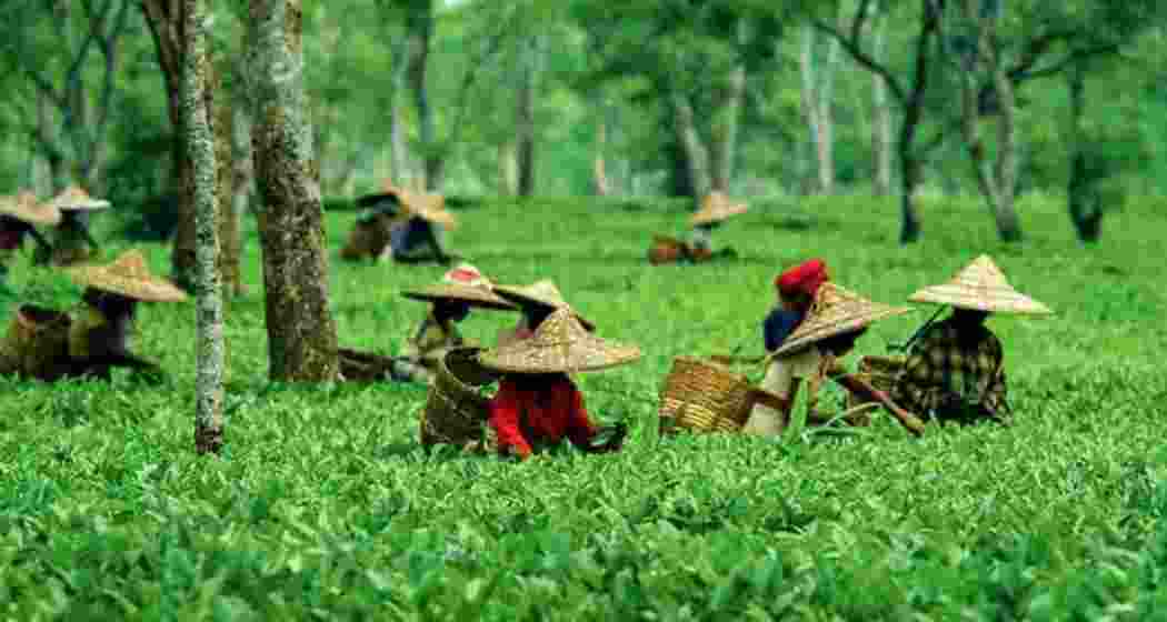 Tea pluckers promote Assam Tea at a lush tea garden in Assam. (File photo)