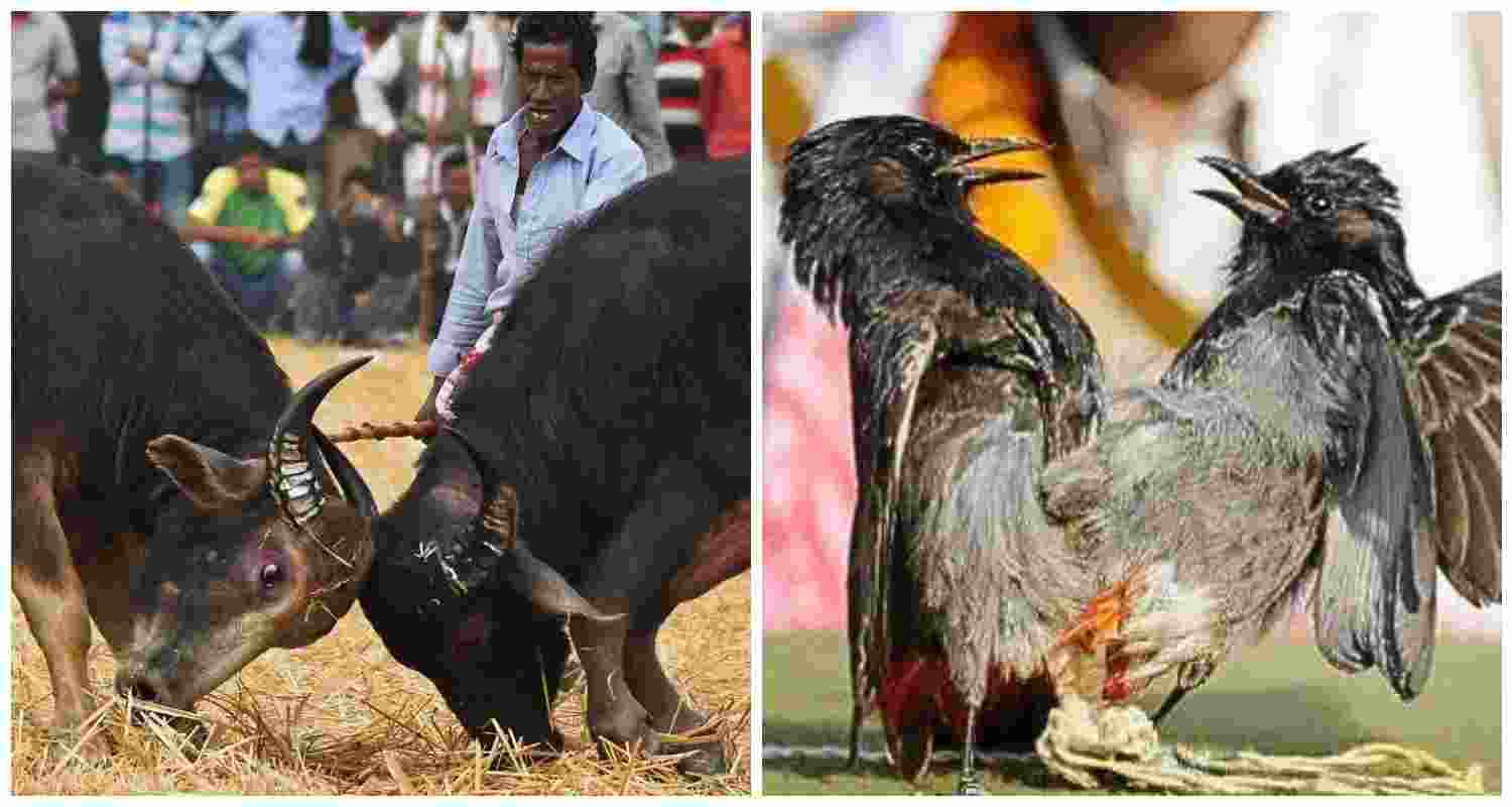 Historic Moh-Juj buffalo fights, now banned by Gauhati HC (L). Bulbul fights during Magh Bihu (R).