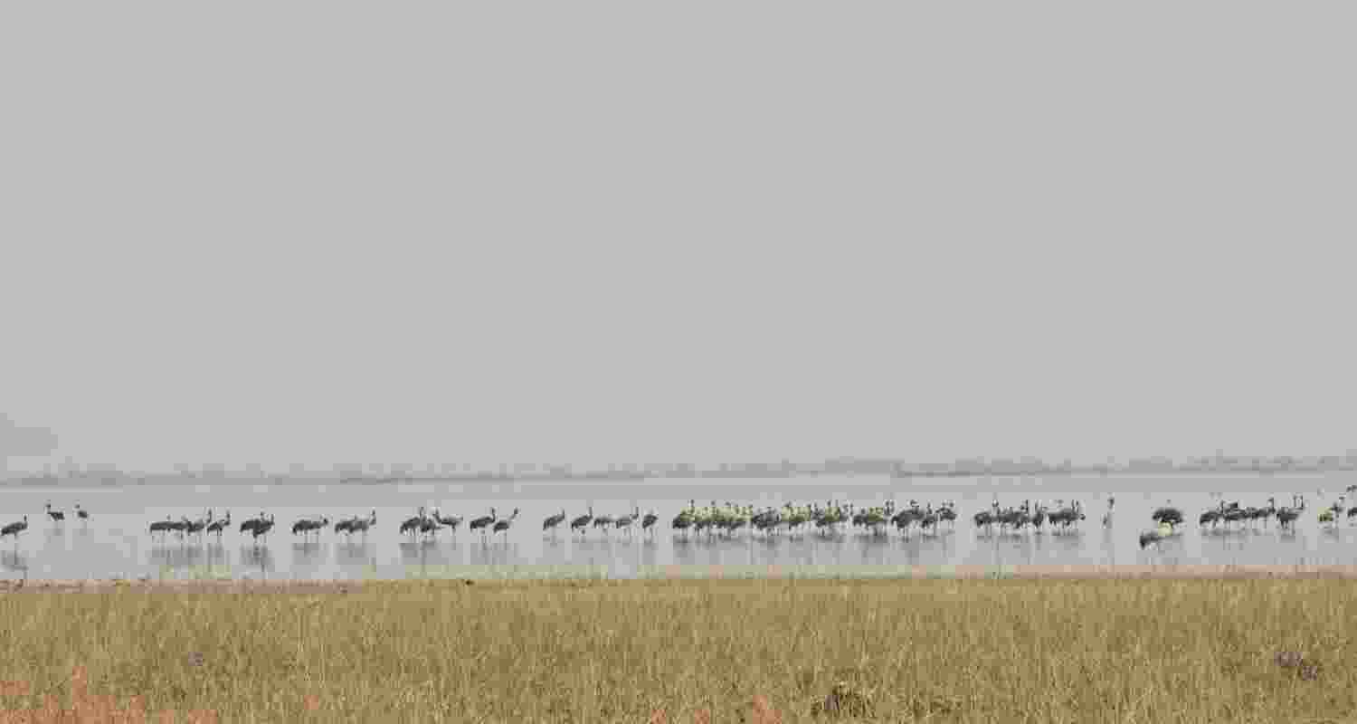 Chhari-Dhandh Bird Sanctuary in Gujarat’s Kutch district has been declared a Ramsar Site, becoming the state’s fifth wetland of international importance.