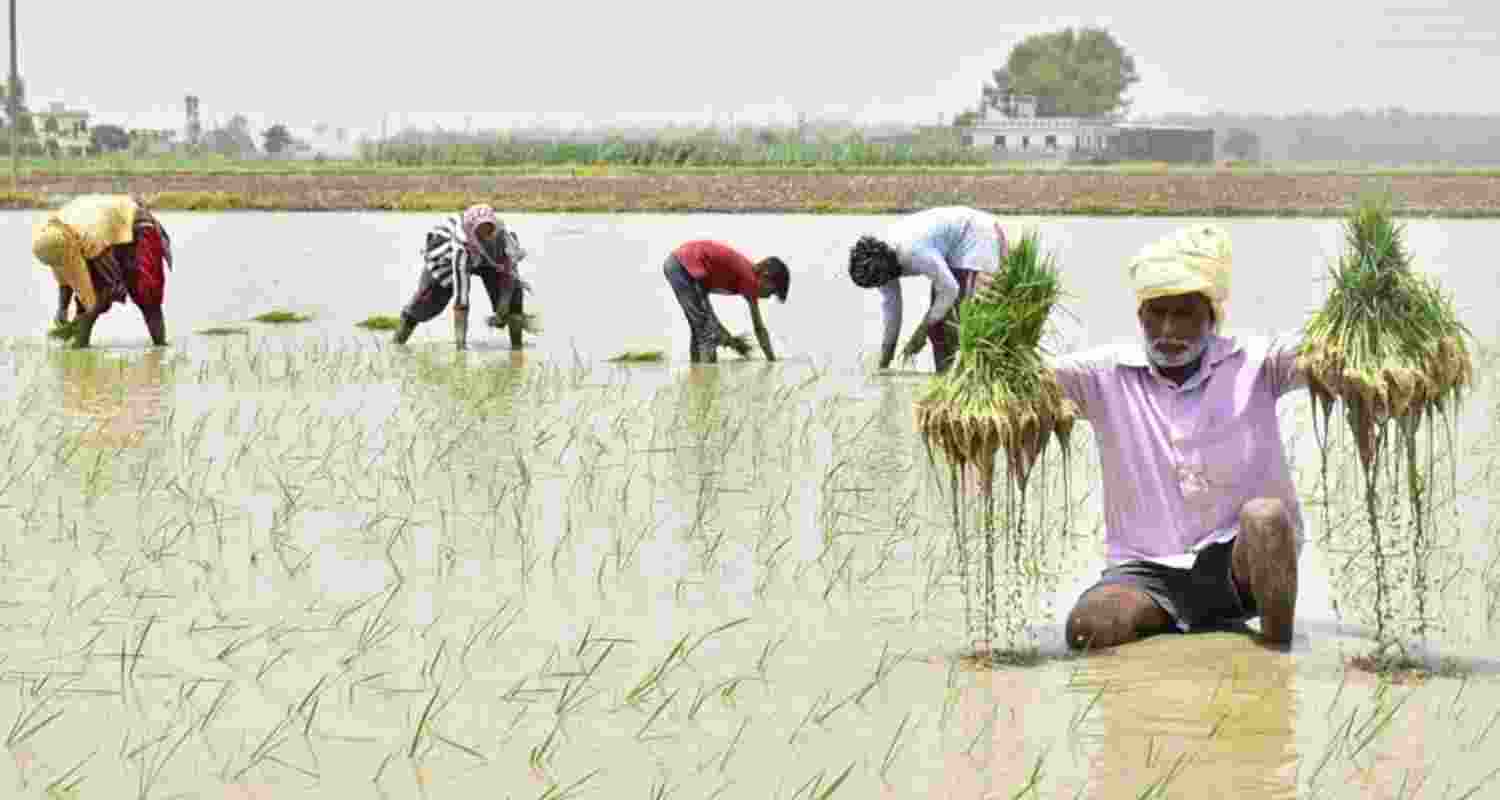 Punjab's Basmati exports deepen groundwater crisis