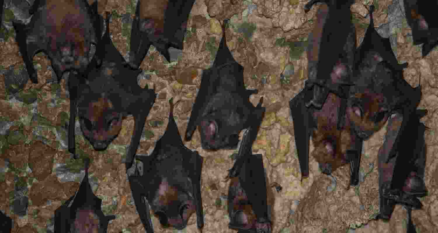 Around 200 bats were found dead in Chhattisgarh's Korba district, with officials suspecting heatstroke amid intense heatwave conditions.