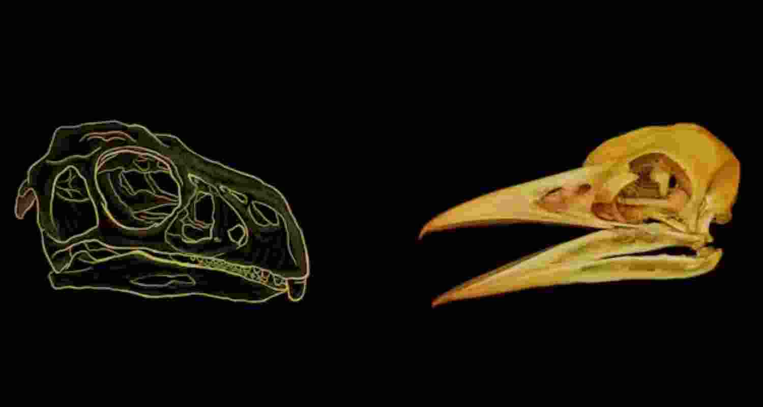 The faces of living and extinct theropod dinosaurs. Left: Riya Bidaye; right: Indian Roller model (NHMUK S1987) from TEMPO bird project.