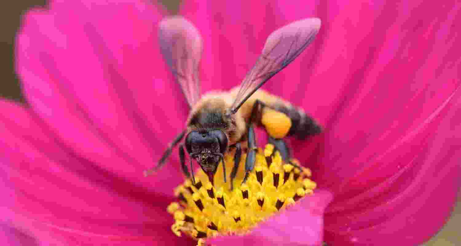 Bee kind: A case for loving every pollinator, even honey bees!