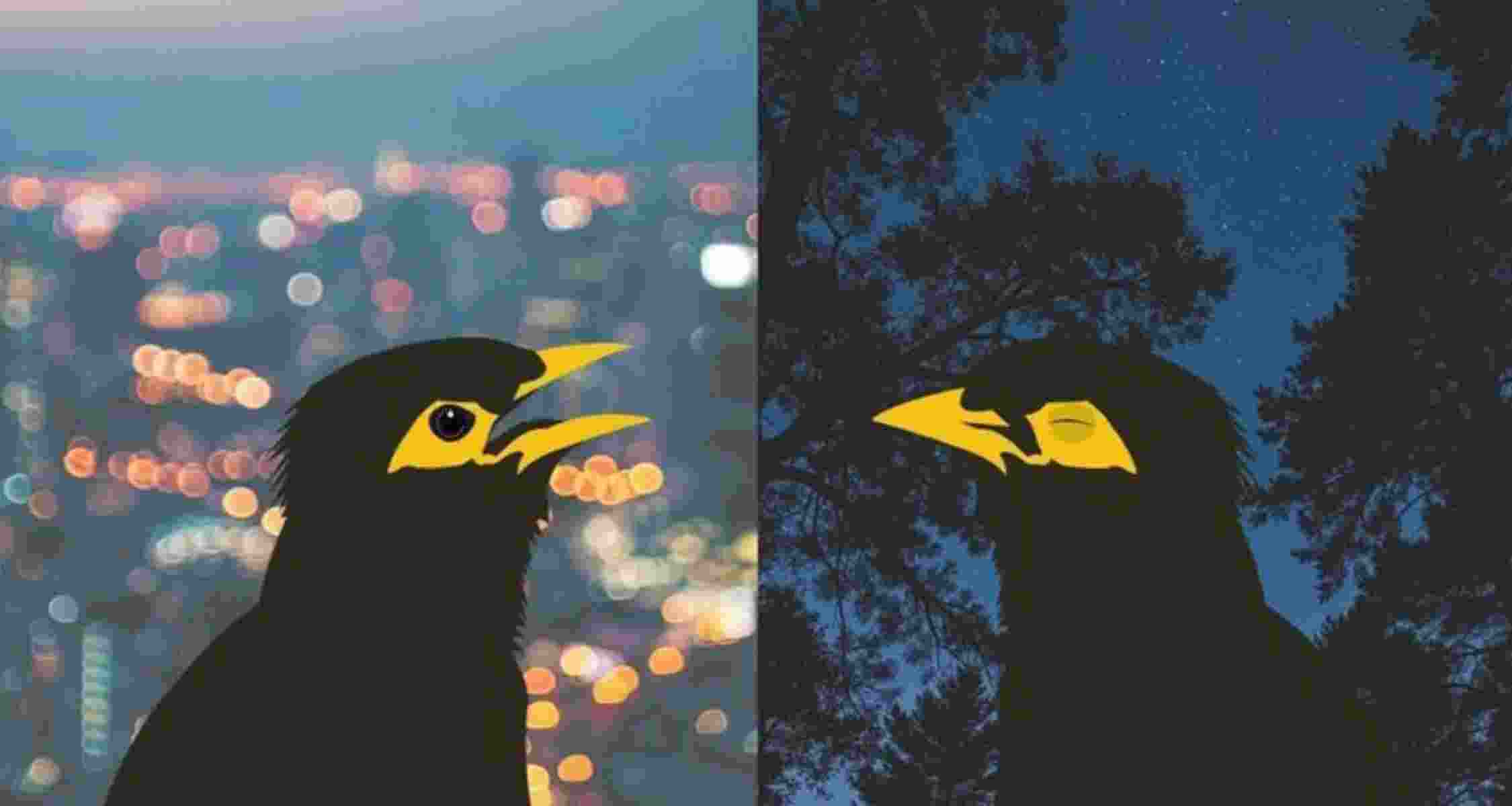 After just one bad night of sleep, common mynas sang fewer and less complex songs. 