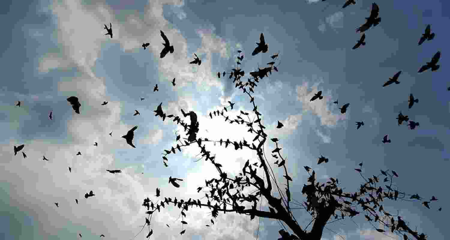 Image of birds flying in the sky. Image of birds flying in the sky.