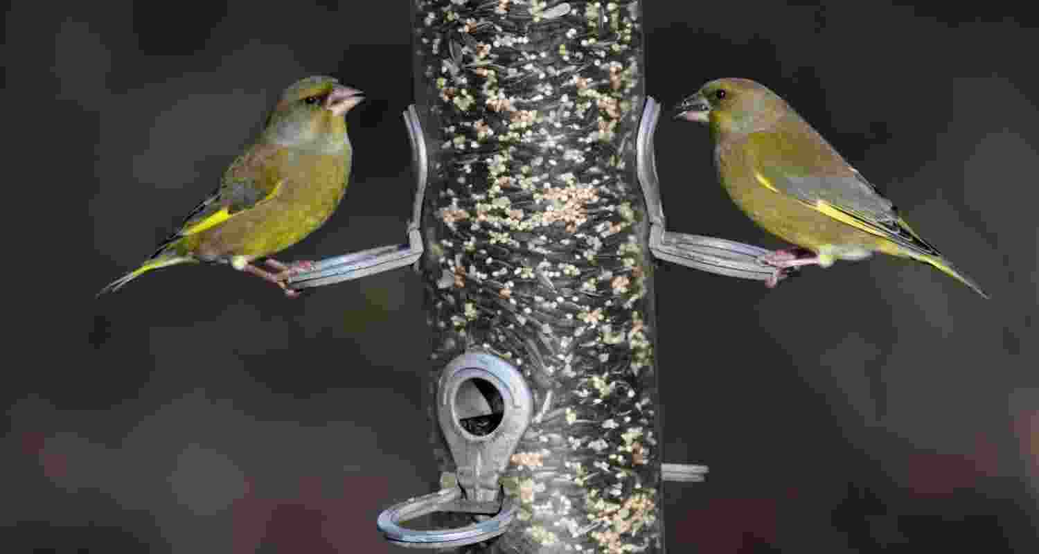 Top tips for disease-free bird feeding