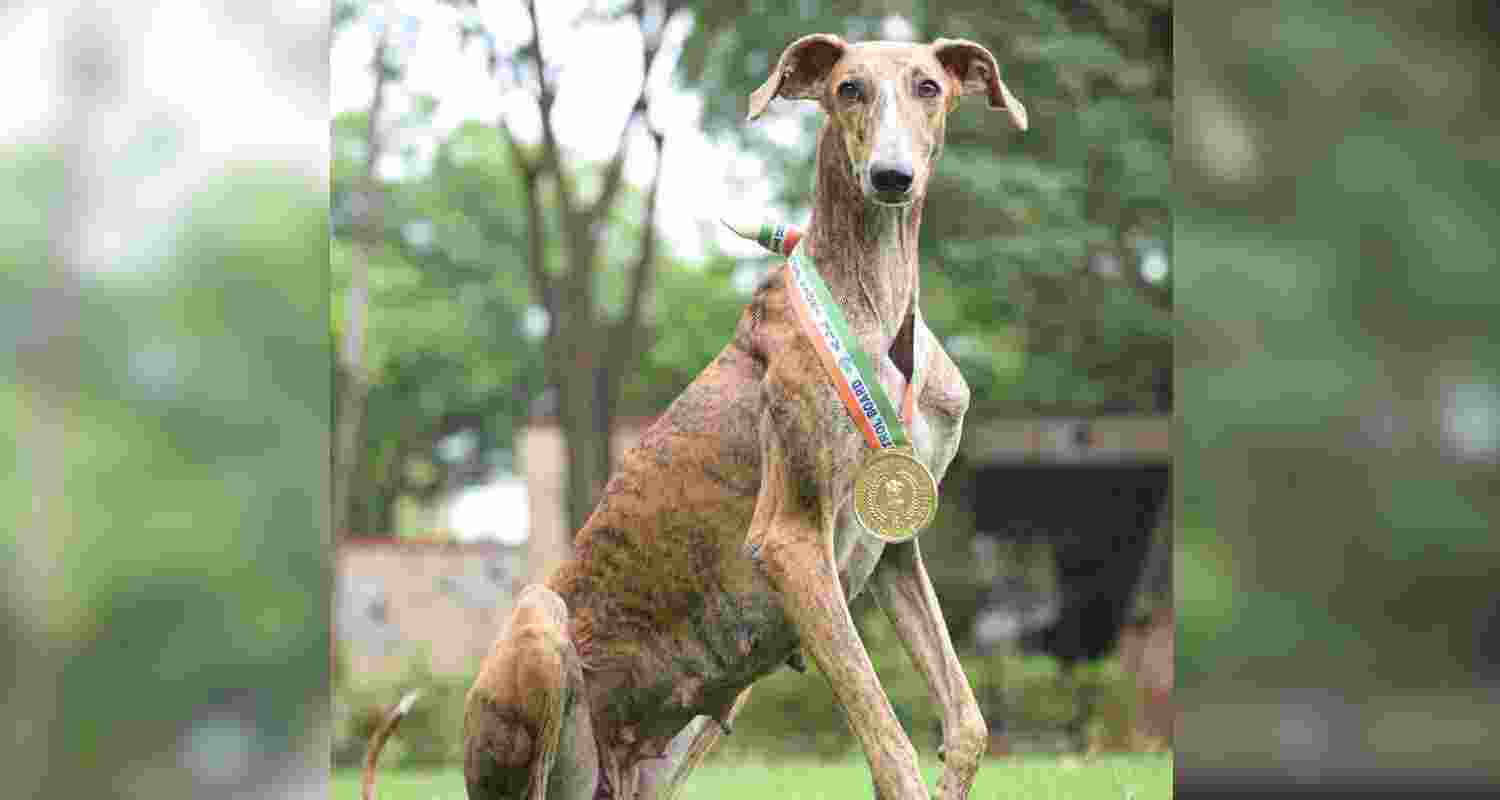 In a first, Indian dog breeds trained for heli-borne commando ops