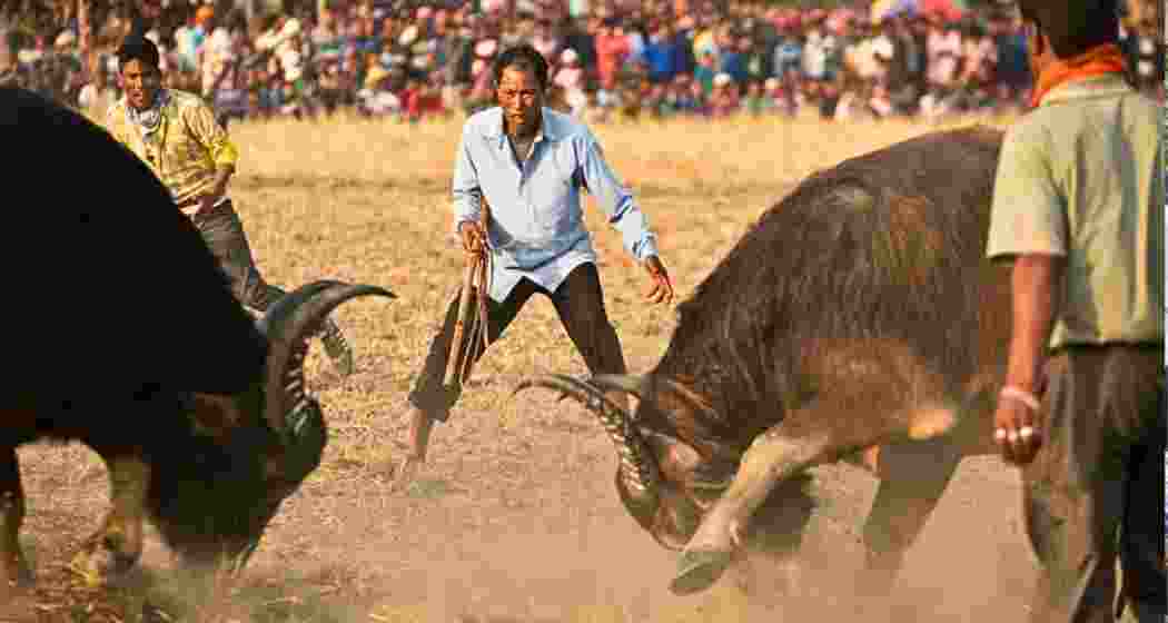 A buffalo fight underway in a village in Assam.