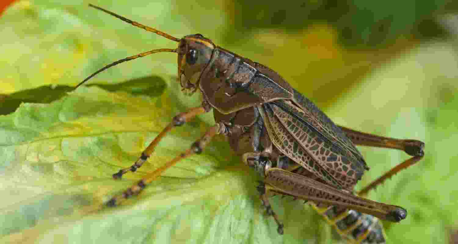 Canadians will eat anything as long as it is camouflaged