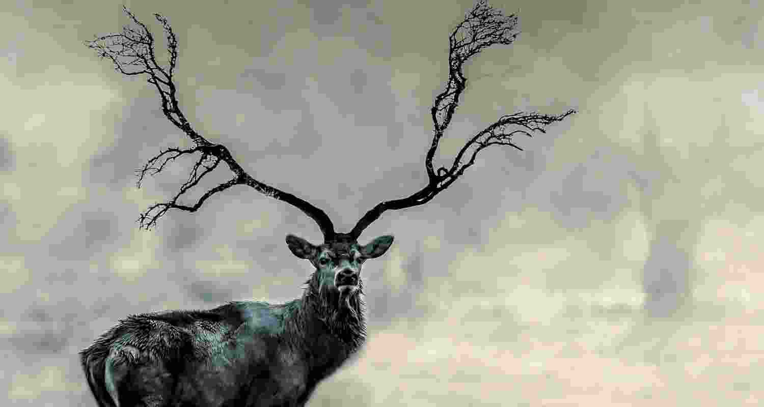 Wildlife survey begins in Buxa to track post-disaster impact