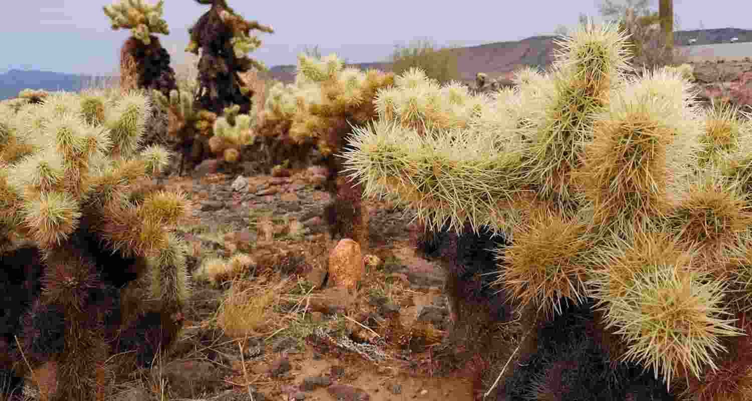 Spines, fangs, love darts: Nature’s most dangerous puncture tools