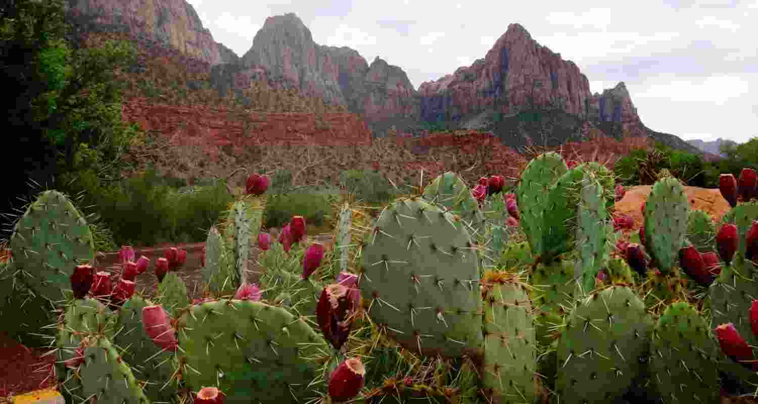 Cacti offer clues to evolutionary mystery