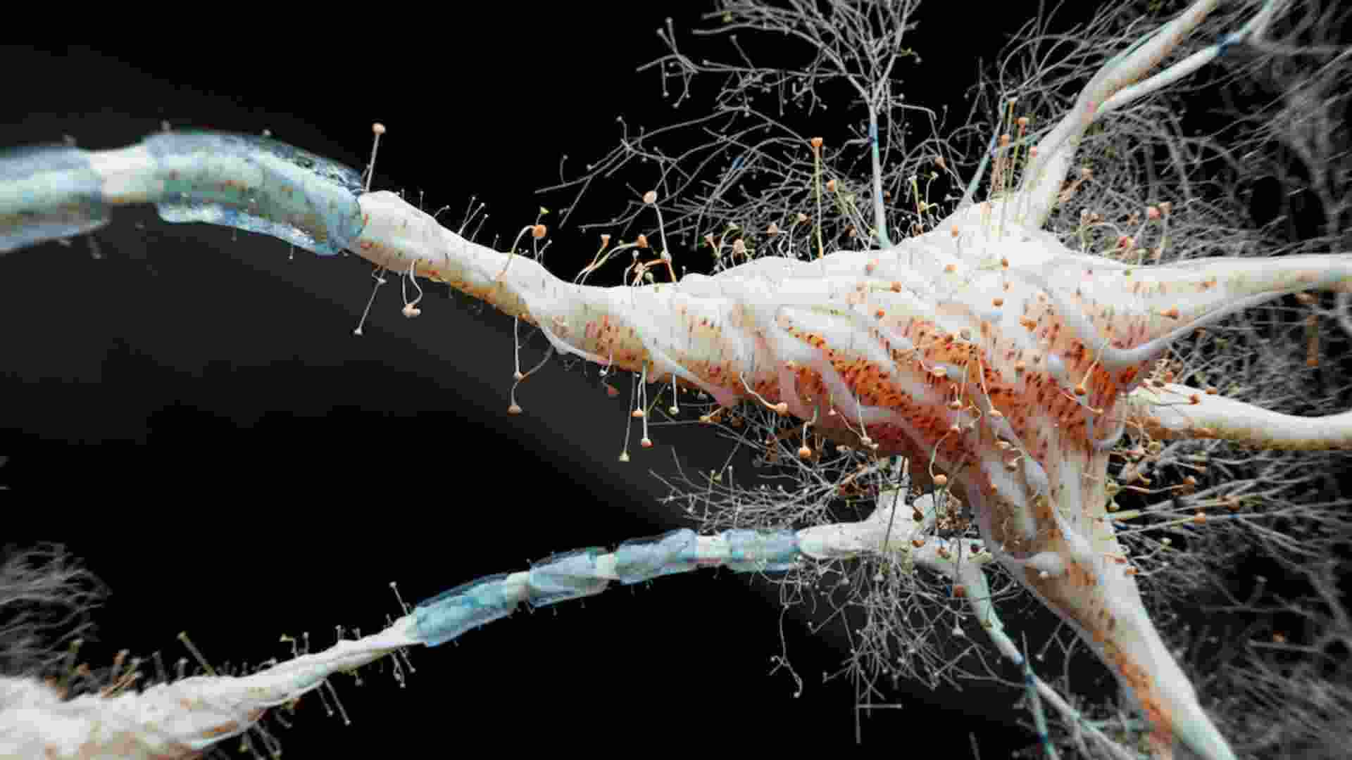 A representative image.