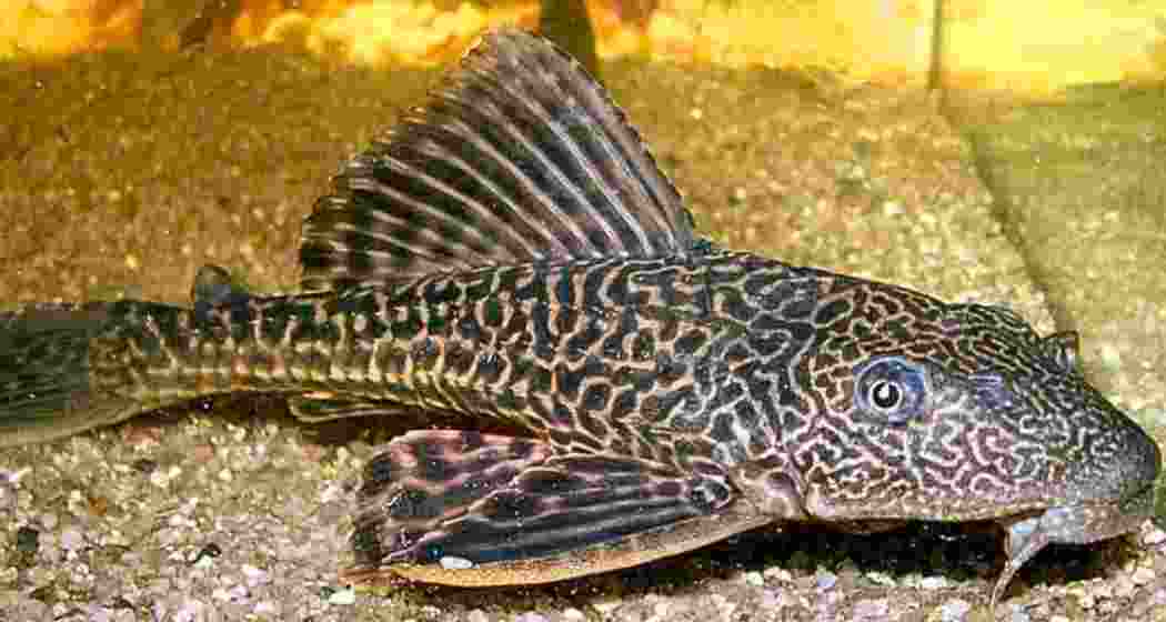 The rare crocodile catfish (Bagarius suchus), native to Southeast Asia was caught in Guwahati’s Bahini River. Fisheries officials are investigating its origin.