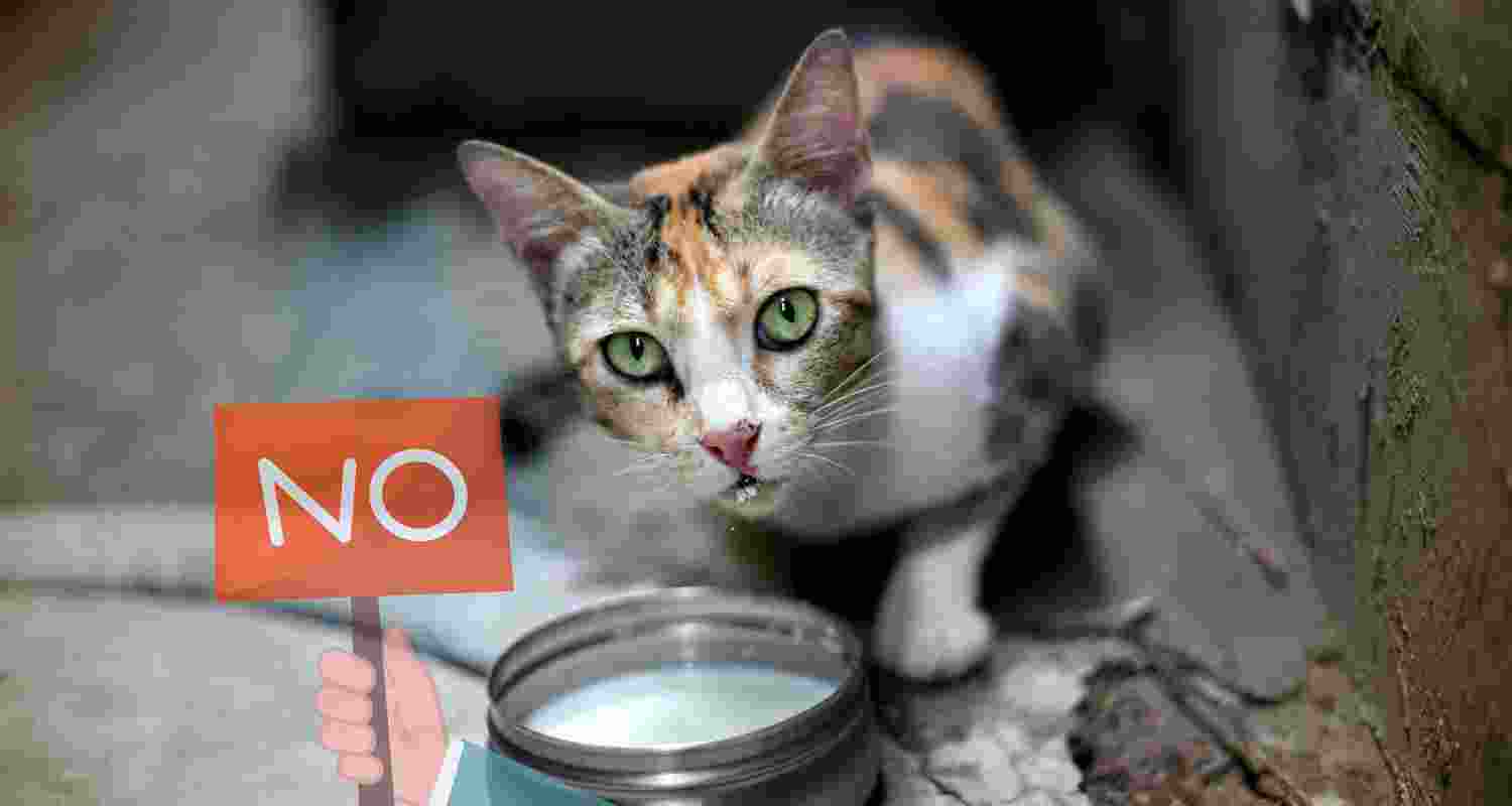 Why Cats shouldn't drink milk?