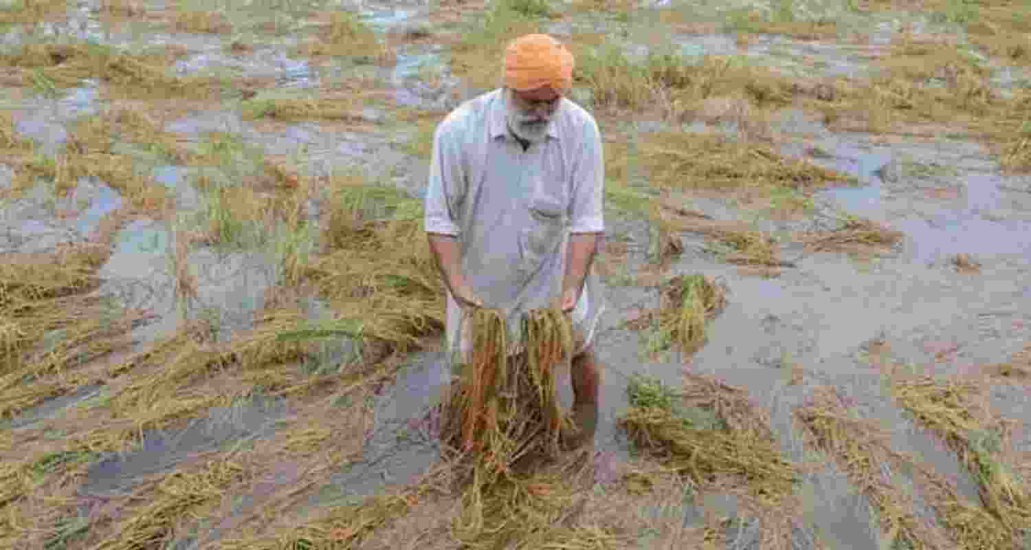 Crops spread across hundeds of acres have been damaged in flood-affected areas of Punjab.