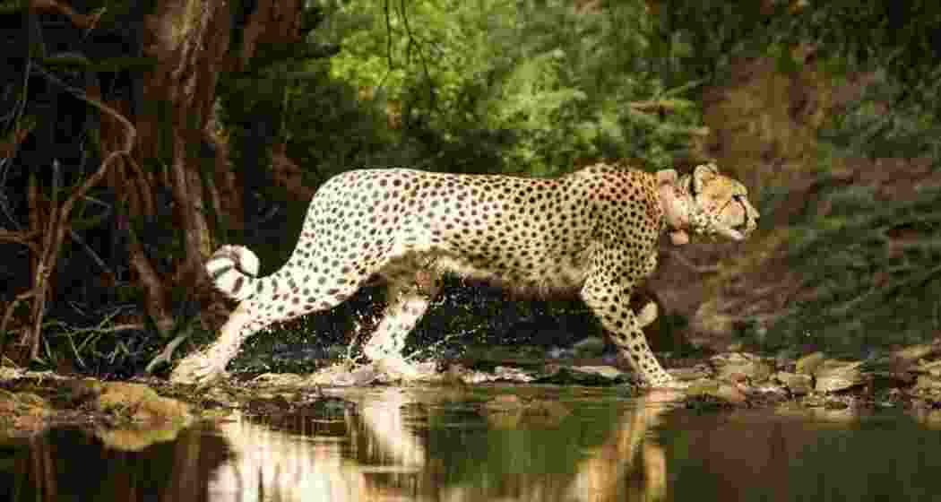 A cheetah takes a walk near a water stream inside Kuno National Park in Madhya Pradesh.