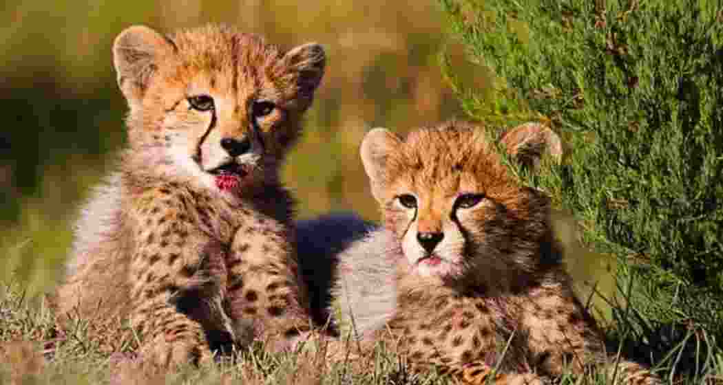 Image for representative use only.