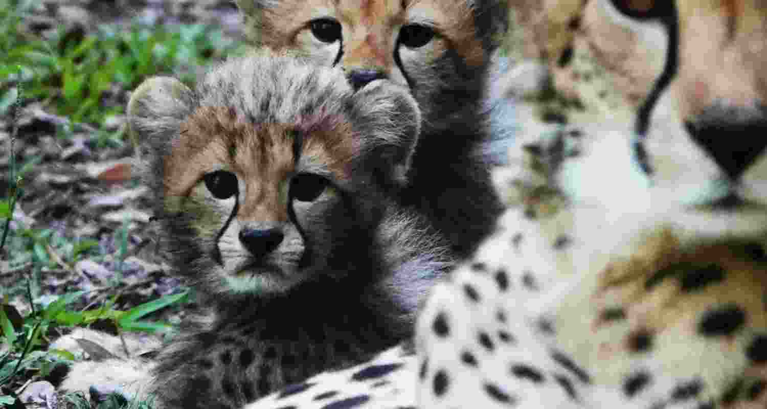 A representative image.