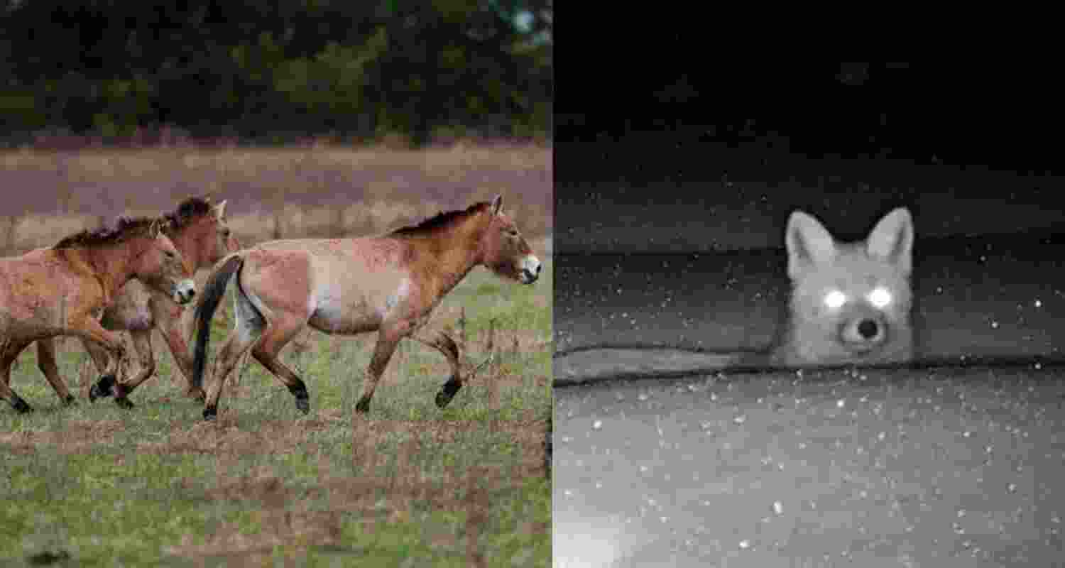 Across the Chernobyl exclusion zone, Przewalski's horses — stocky, sand-colored and almost toy-like in appearance — graze in a radioactive landscape larger than Luxembourg.