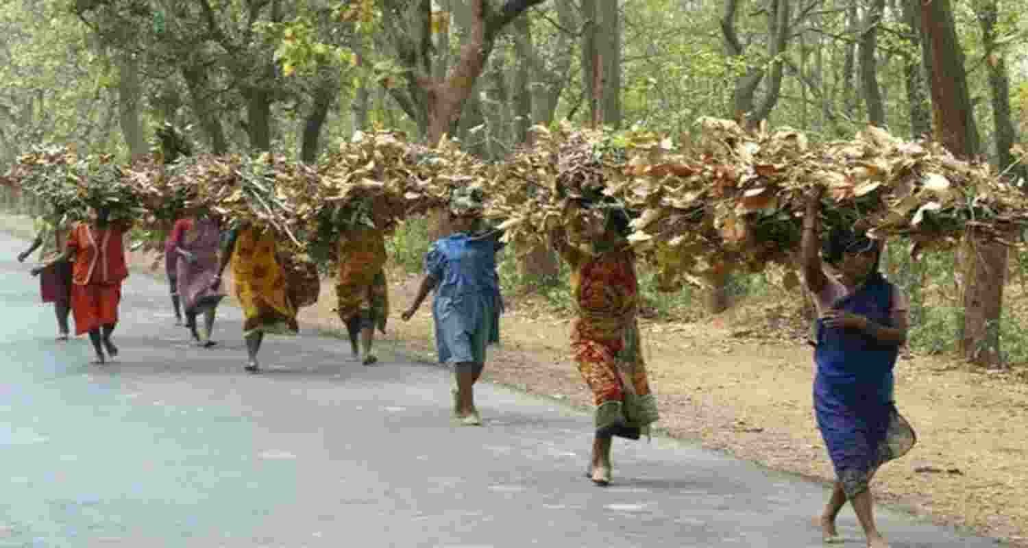 Over 1/3rd forest rights claims rejected; MP, C'garh top