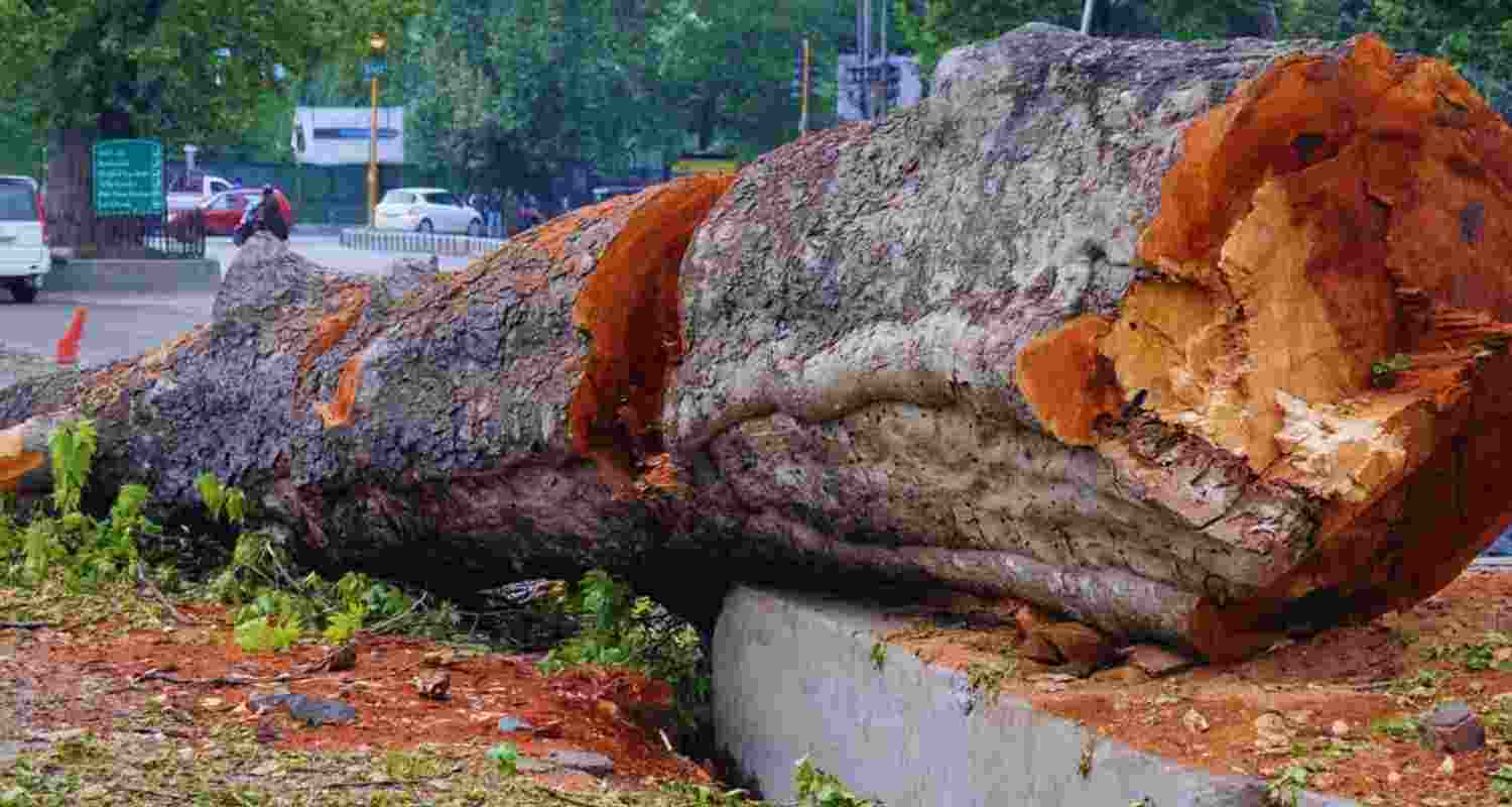 NC MLA demands probe into alleged felling of protected Chinar trees in Anantnag.