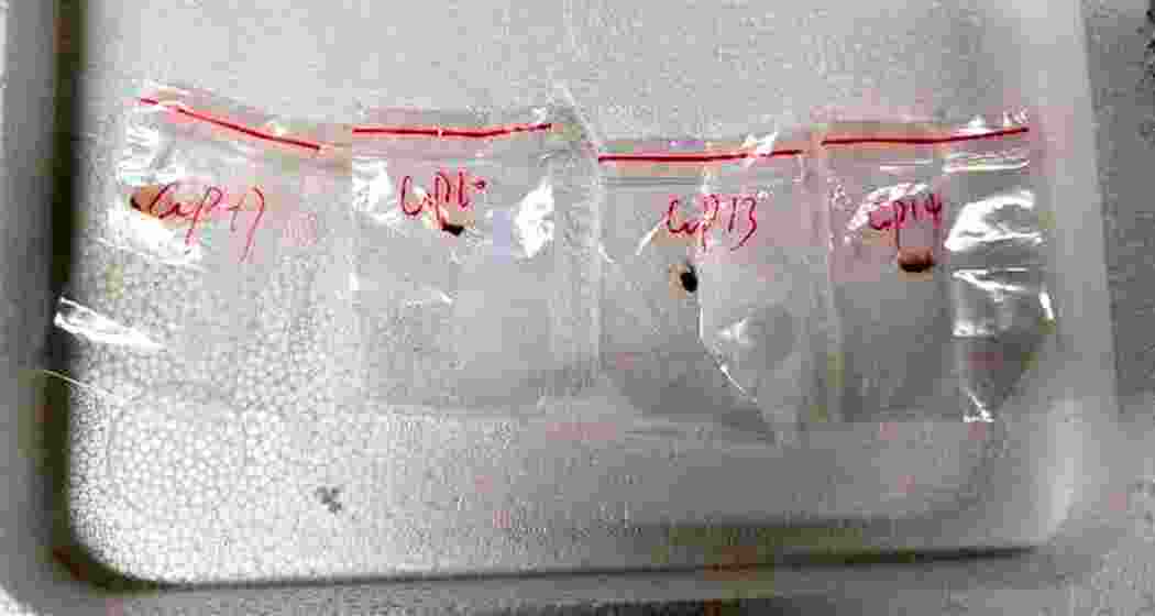 This image, released by the United States District Court for the Eastern District of Michigan, shows toxic plant pathogens allegedly smuggled into the US in a backpack by a Chinese researcher, federal authorities said on Tuesday, 3 June 2025.