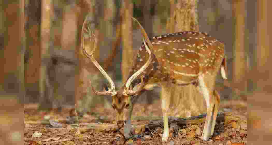 The chital or cheetal also known as the spotted deer. Image for representative use only.